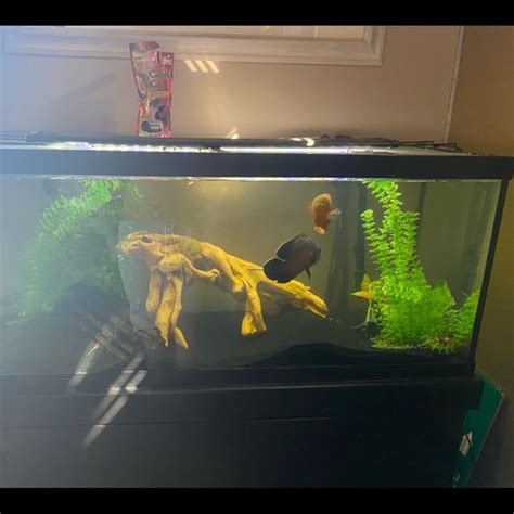 Fish | 75 Gallon Fish Tank With Stand And Filter | Poshmark