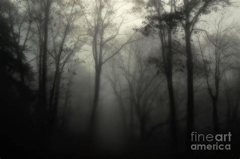 Dark Forest Photograph by HD Connelly - Fine Art America