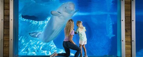 Discount SeaWorld Orlando tickets | BestofOrlando.com