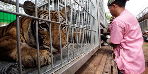 40 Tiger Cubs Were Found Dead in a Freezer at a Thai Temple