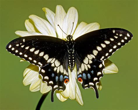 Eastern Black Swallowtail Butterfly Photograph by Millard H. Sharp - Fine Art America