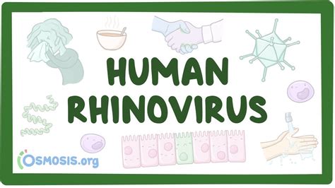 Rhinovirus Structure