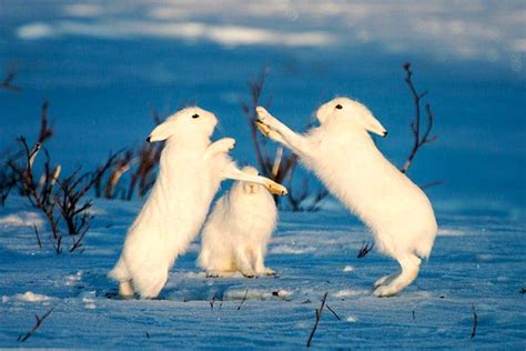 Photographer finds stunning wildlife Arctic tundra