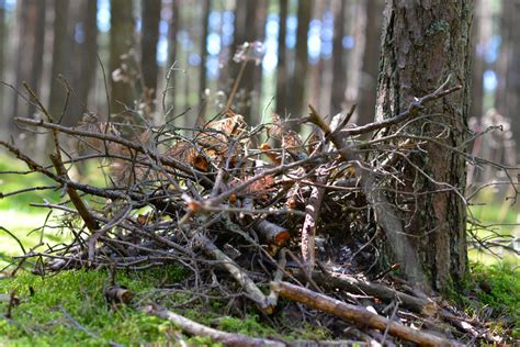 Winter Bird Shelter Tips for Your Garden | Arborist Now - Arborist Now