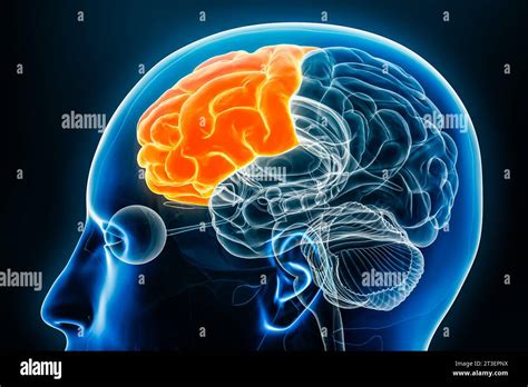 Frontal lobe of the cerebral cortex profile view close-up 3D rendering illustration. Human brain ...