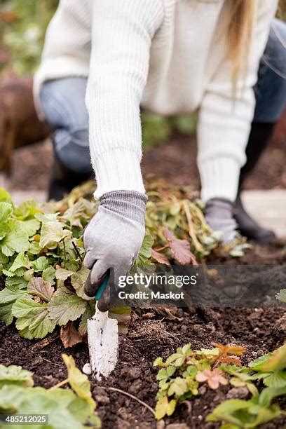 2,363 Woman Digging In Garden Stock Photos, High-Res Pictures, and Images - Getty Images