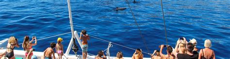 Dolphin & Whale Watching in Madeira Island