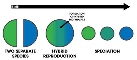 Hybrid speciation - Wikiwand