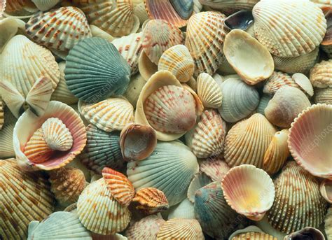 Bivalve shells - Stock Image - Z500/0042 - Science Photo Library