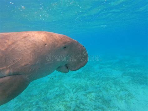 Dugong in Red Sea stock photo. Image of ocean, inhabitants - 256156582