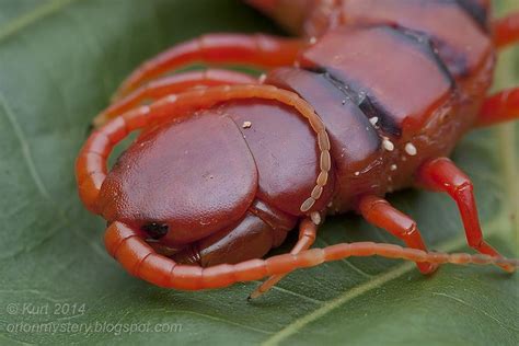 233 Best images about Scolopendridae on Pinterest | Santa cruz, Ecuador and Venom