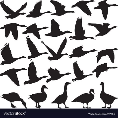 Geese silhouette Royalty Free Vector Image - VectorStock