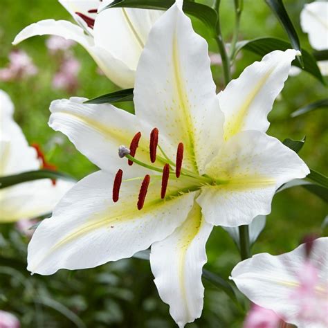 Lily (Lilium 'Baferrari') in the Lilies Database - Garden.org