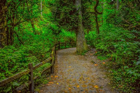 Forest Park Trail Portland Oregon Photograph by Robert Smith