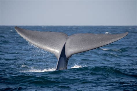 November 3 - Big, Tall, Blue Whale Flukes!!! – Discovery Whale Watch