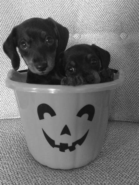 Mini Hallo-weiners! | Miniature dachshunds, Doxie, Creepy