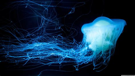 Live Jellyfish Wallpapers - 4k, HD Live Jellyfish Backgrounds on ...