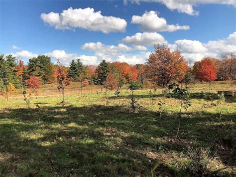 Protecting Caves Creek: A Tree Planting Project at Orchard Hills Park - CRWP