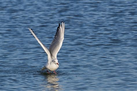 Gull Beach Coast Baltic - Free photo on Pixabay