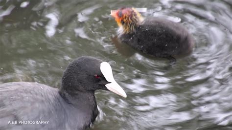 COOTS FEEDING 10 06 20 - YouTube