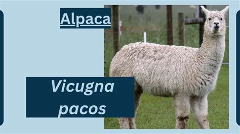 Alpaca Animal Facts | Vicugna pacos