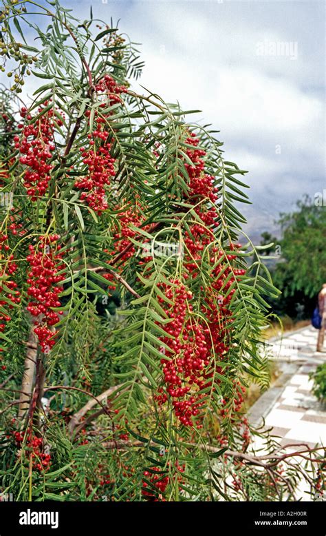 Small red berries and pinnate foliage of the tree schinus molle or ...