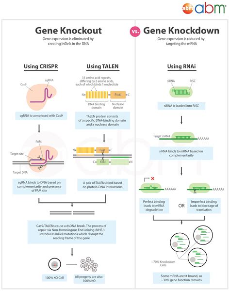 CRISPR Cas9 - Gene Silencing Methods: CRISPR vs. TALEN vs. RNAi | abm Inc.