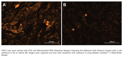 Mitochondrial ROS Detection Assay Kit | Cayman Chemical | Biomol.com