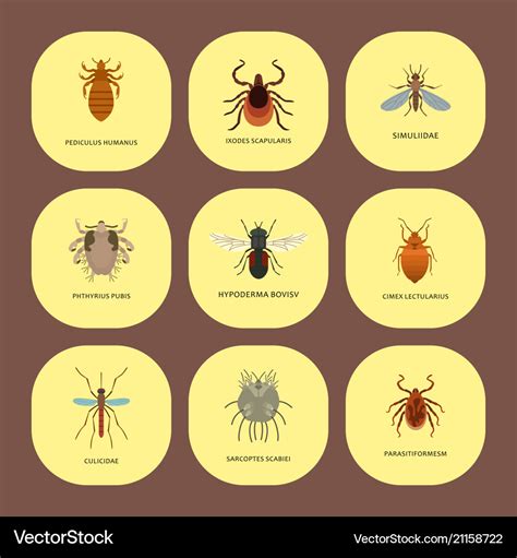 Human skin parasites housing pests insects Vector Image