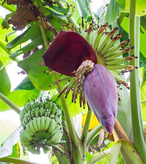 7 Amazing Health Benefits Of Banana Flowers