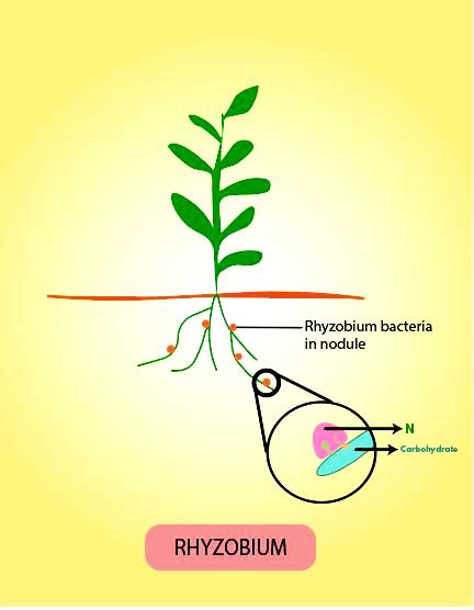 Explain symbiotic nitrogen fixation.