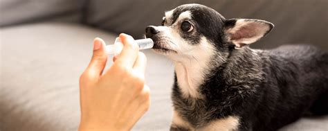 Getting Pets to Take Their Medicine | Sleepy Hollow, NY | Sleepy Hollow Animal Hospital