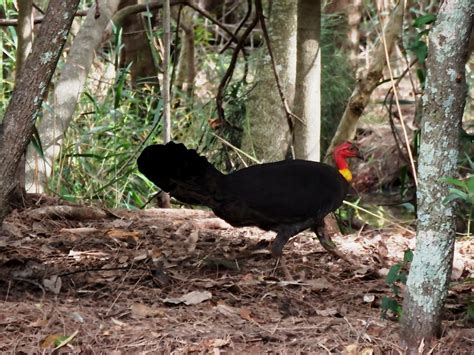 Bush Turkey doing his daily maintenance on his nest mound,… | Flickr