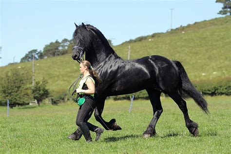 Pin by Igor Mamantov on Scotland | Friesian horse, Black horses ...