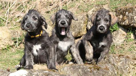 Black Lab Irish Wolfhound Mix