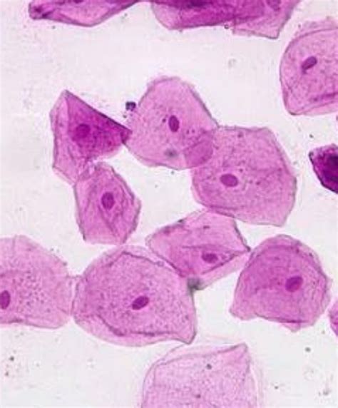 Where Is The Nucleus Located In A Cheek Cell / An In-depth Look at the Structure and Function of ...