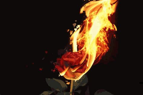 Burning Rose Wallpaper Gif - Mundomomentaneo