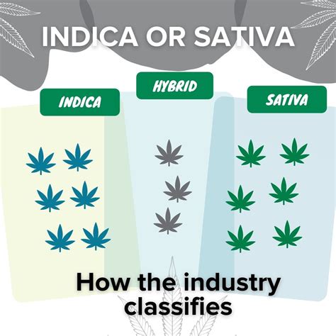 Finding The Best Cannabis: Indica Vs. Sativa – Truths – The Mixx Magazine