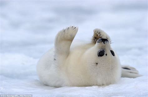 What an ice smile: Adorable two-week-old seal pups show their playful side under the watchful ...