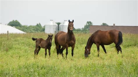 Morgan Horse Breed: Facts, Colors, Origins, And Temperament