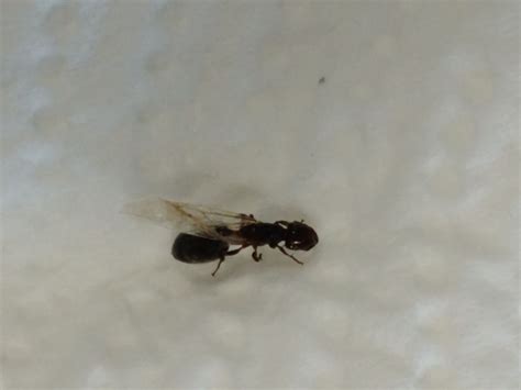 Queen Ant Spotting/Mating Chart - Page 61 - General Anting - Ants ...