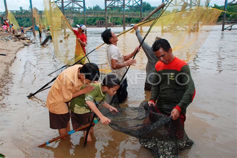 IKAN SELUANG | ANTARA Foto