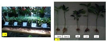 Showed plant growth after sixth weeks. | Download Scientific Diagram