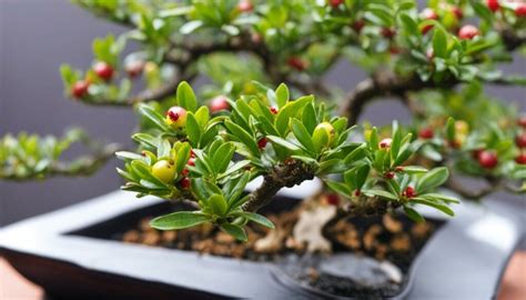 Bonsai Tree Species Feature: The Charming Dwarf Pomegranate