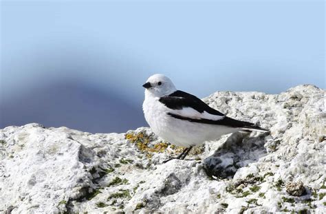 Snow Bunting Pictures - AZ Animals