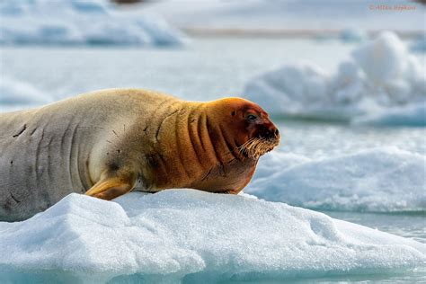 Bearded Seals: Characteristics, habitat, reproduction and more