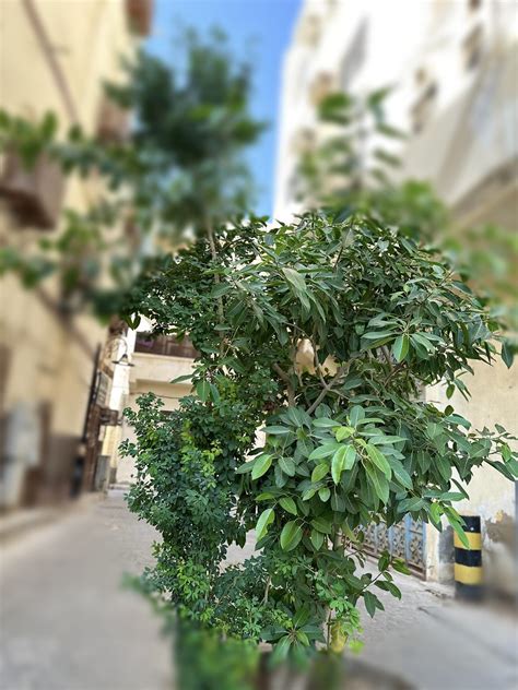 Old district Jeddah | Old tree which is located near the cen… | Flickr