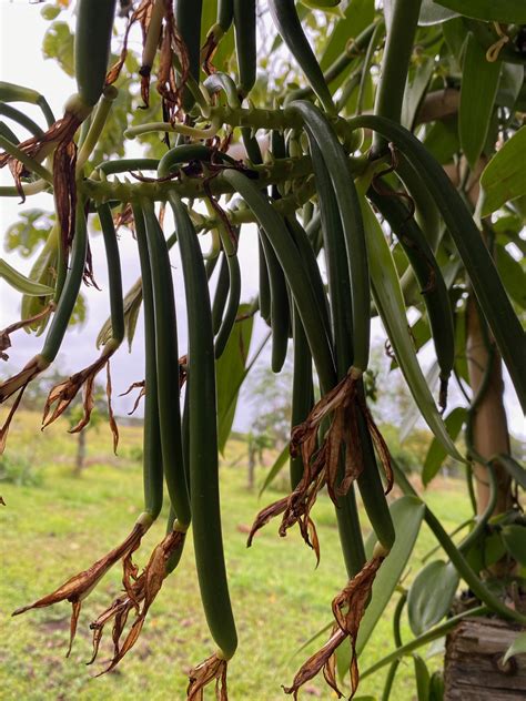 Vanilla Orchids - Kalopa Makai Farms