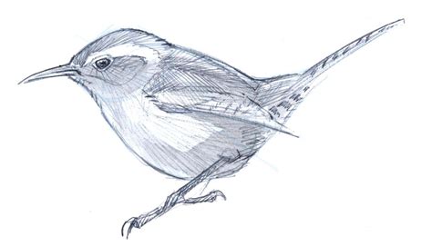 How to draw a Bewick’s Wren Step-by-Step | Drawings, Bird drawings, Original watercolor art