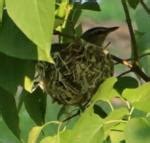 Red-Eyed Vireo: All About Its Calls, Nests, Identification, and More